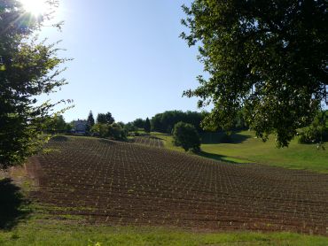 Sicht von Westen auf den Weinberg