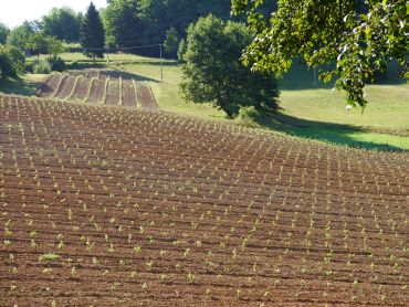 Sicht von Westen auf den Weinberg