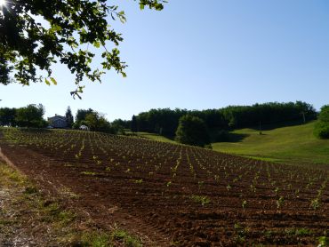 Sichht von Westen auf den Rebberg