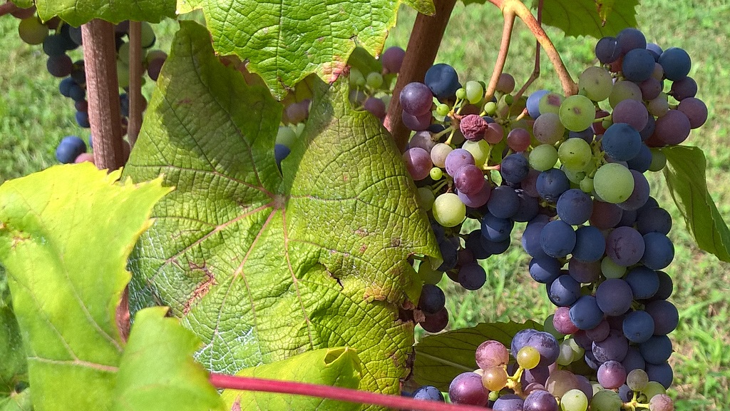 August 2016 - Traubenbeeren wechseln die Farbe