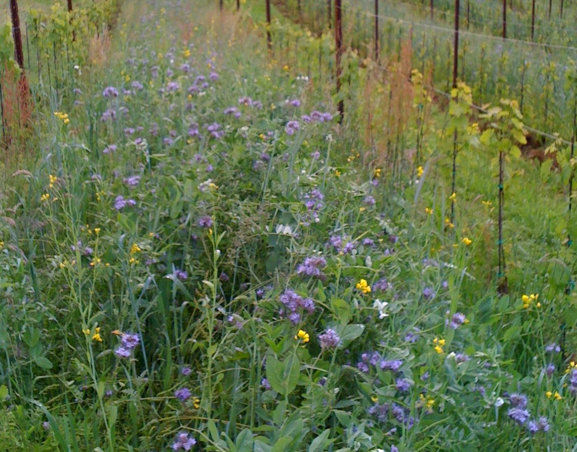 Frühling 2016 - Der Weinberg blüht!